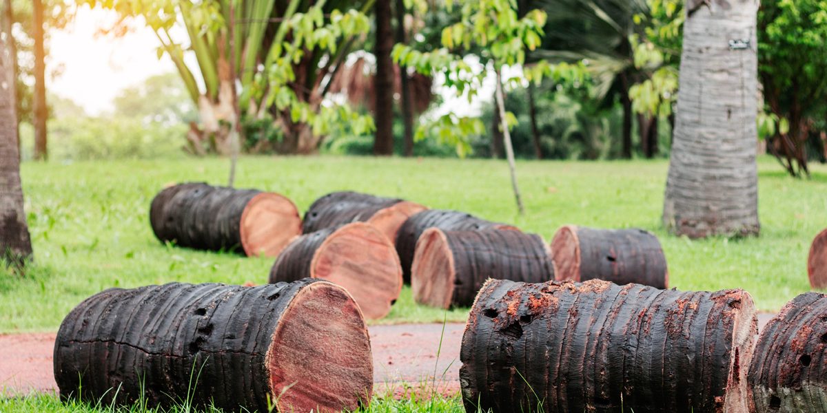 9-ways-to-cut-a-palm-tree-down-without-a-chainsaw-atlas-tree